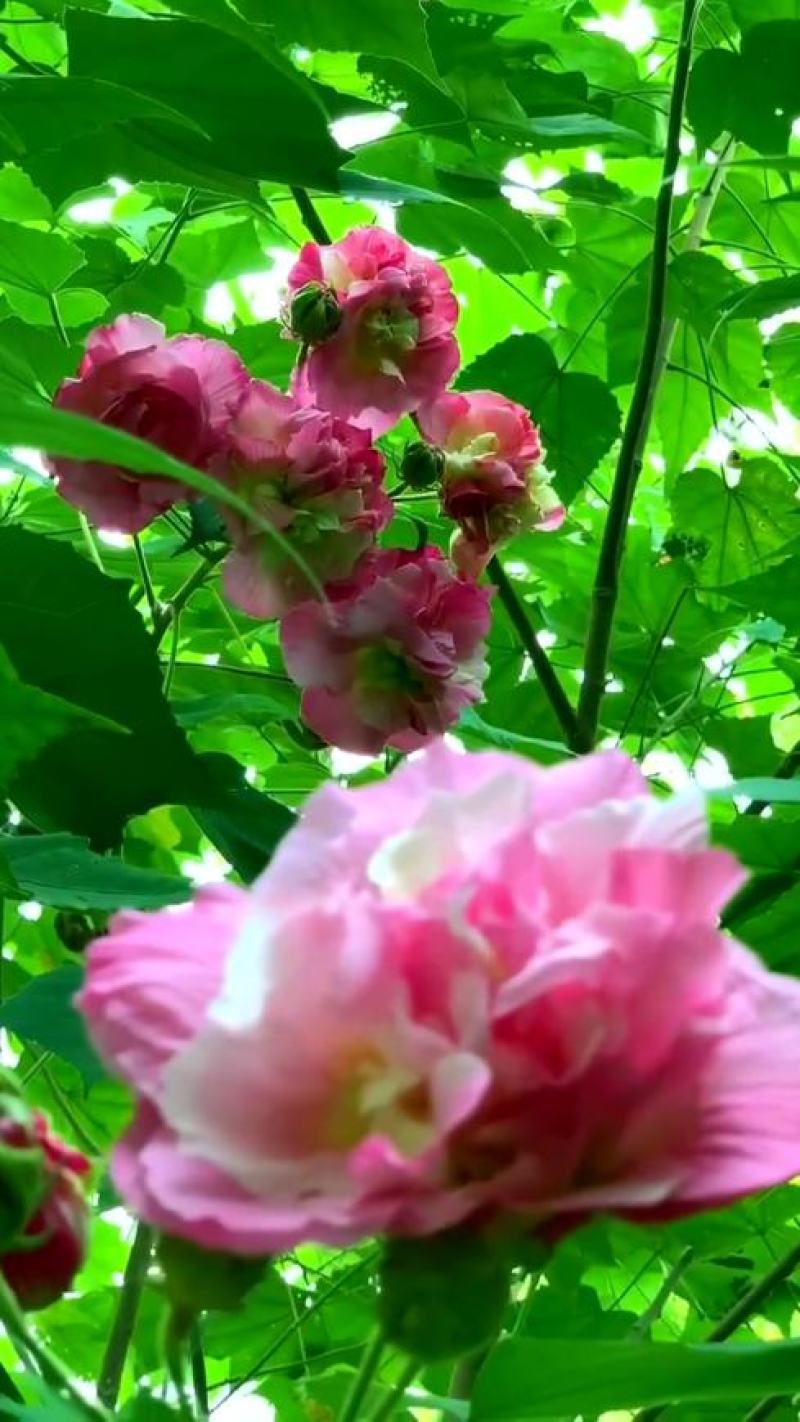 芙蓉花苗【有三醉芙蓉和粉红色两个品种】大花美芙蓉