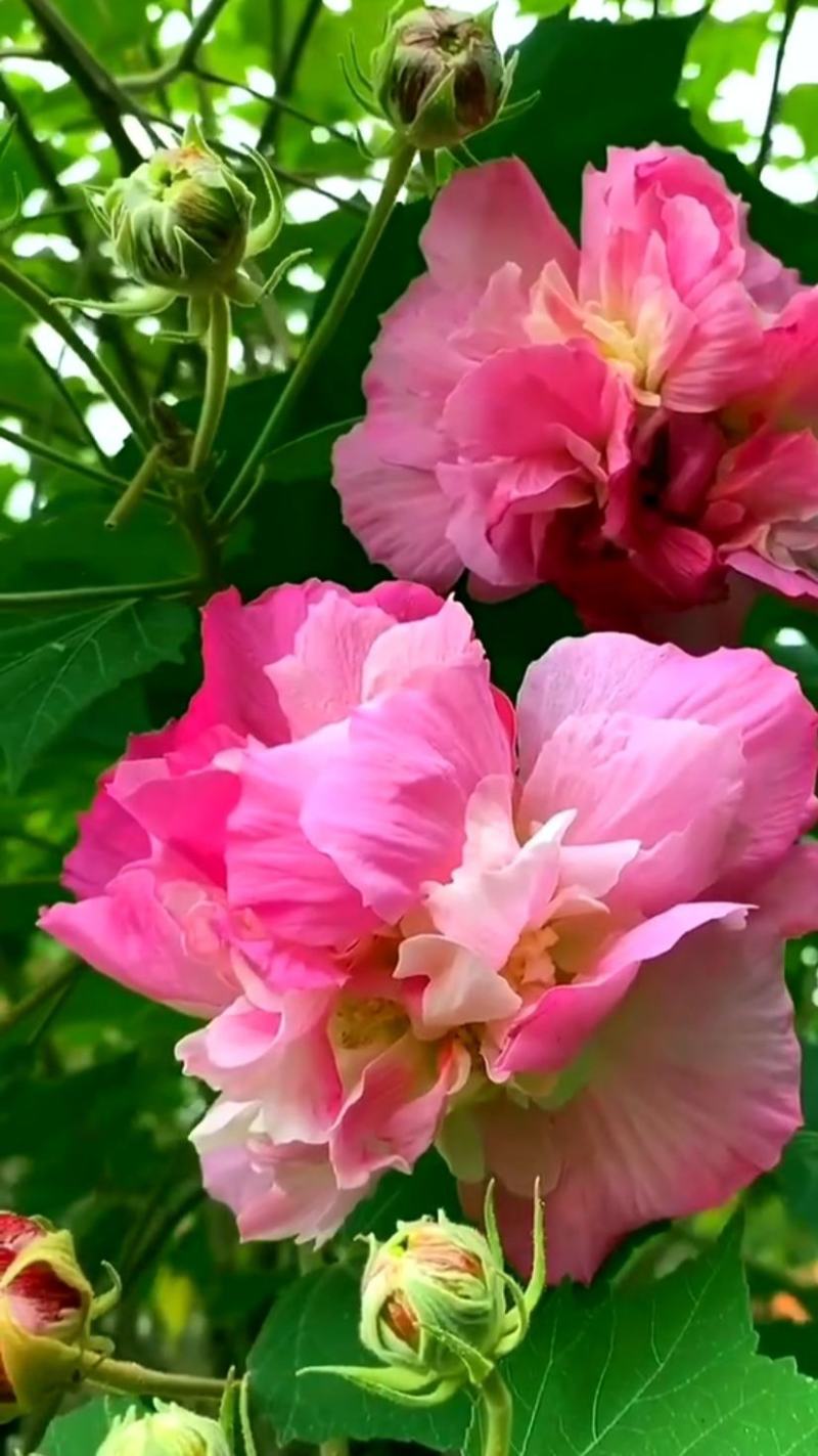 芙蓉花苗【有三醉芙蓉和粉红色两个品种】大花美芙蓉