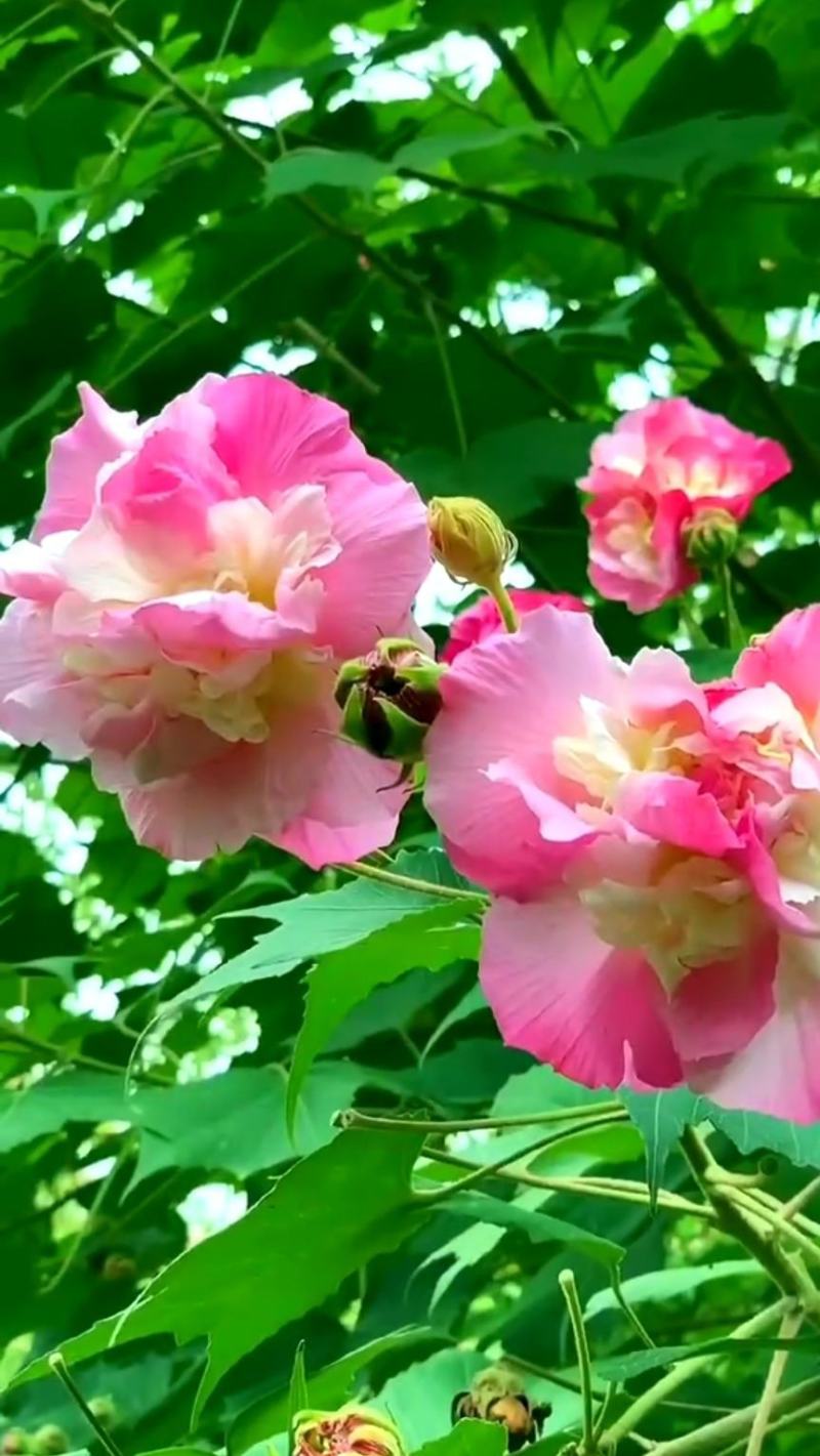 芙蓉花苗【有三醉芙蓉和粉红色两个品种】大花美芙蓉