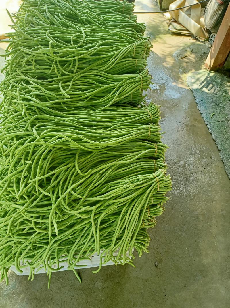 泡豇豆豇豆豇豆豇豆豇豆豇豆豇豆豇豆豇豆豇豆豇豆豇
