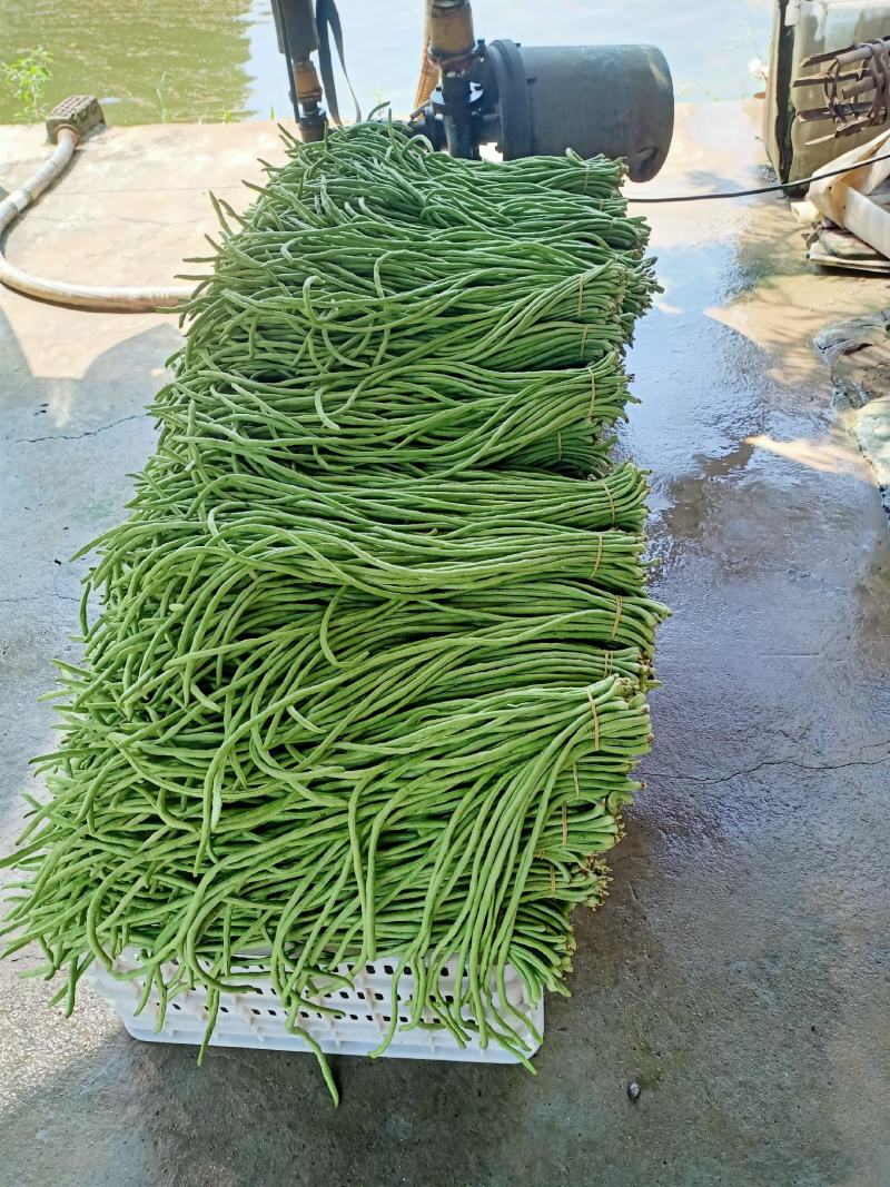 泡豇豆豇豆豇豆豇豆豇豆豇豆豇豆豇豆豇豆豇豆豇豆豇