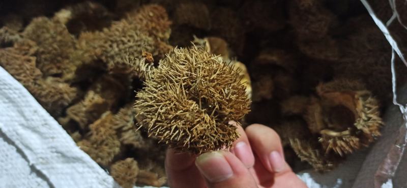 板栗蓬带刺板栗球栗刺壳风栗壳板粟刺粟子刺壳晒干迁西栗子刺
