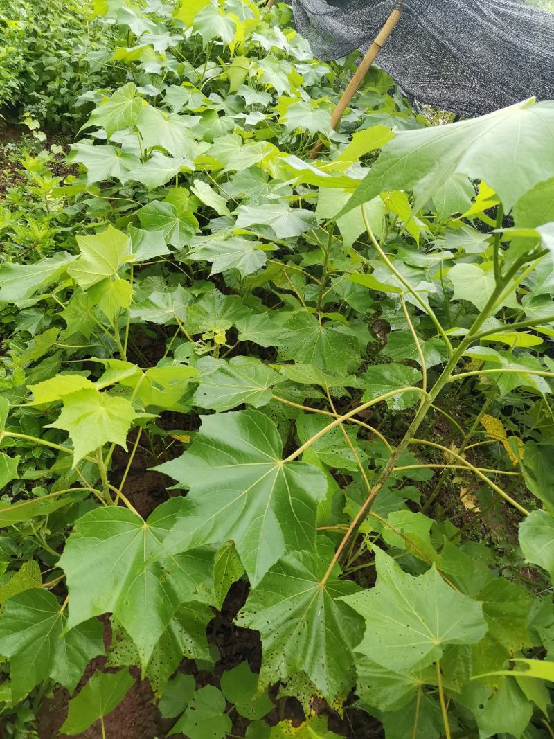 芙蓉花苗【有三醉芙蓉和粉红色两个品种】大花美芙蓉
