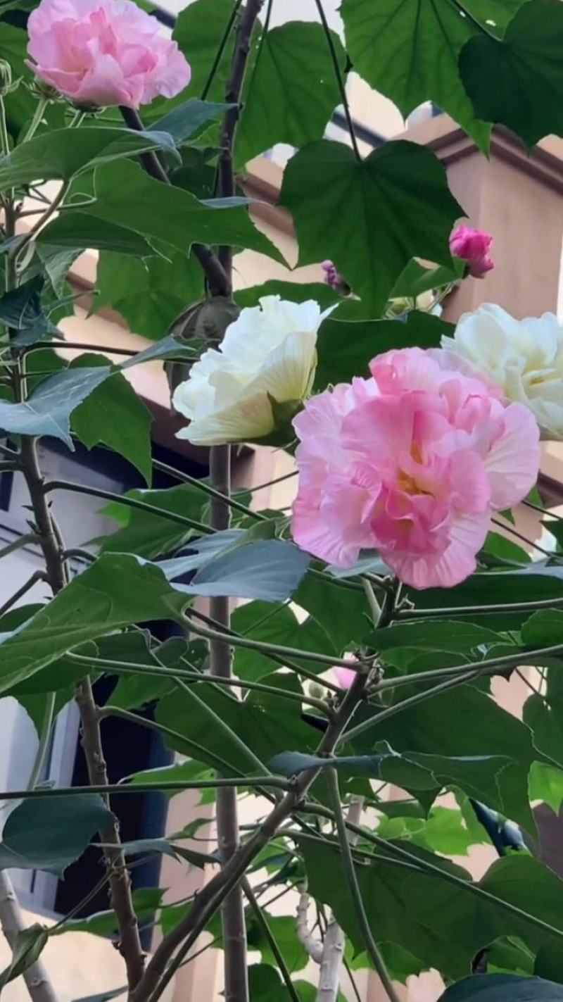 芙蓉花苗【有三醉芙蓉和粉红色两个品种】大花美芙蓉