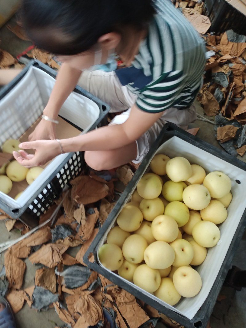 黄冠梨产地直供，个大梨白，质量上乘，皮薄汁多甘甜无渣