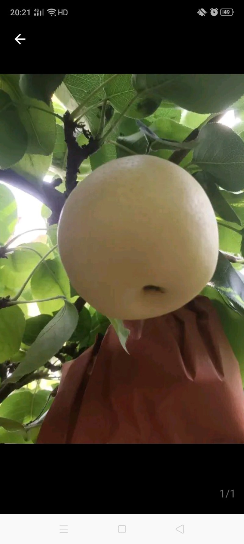 黄冠梨产地直供，个大梨白，质量上乘，皮薄汁多甘甜无渣