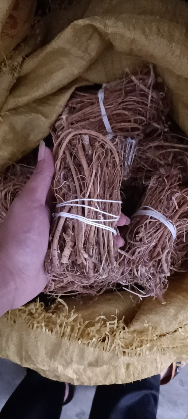 种植五指毛桃包心无硫小扎把