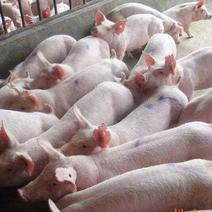 山东仔猪品种纯，长势快，耐粗料，好饲养，包成活率，