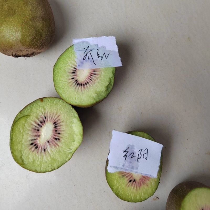 大量露天绿心、黄心、红心猕猴桃上市，品种多多