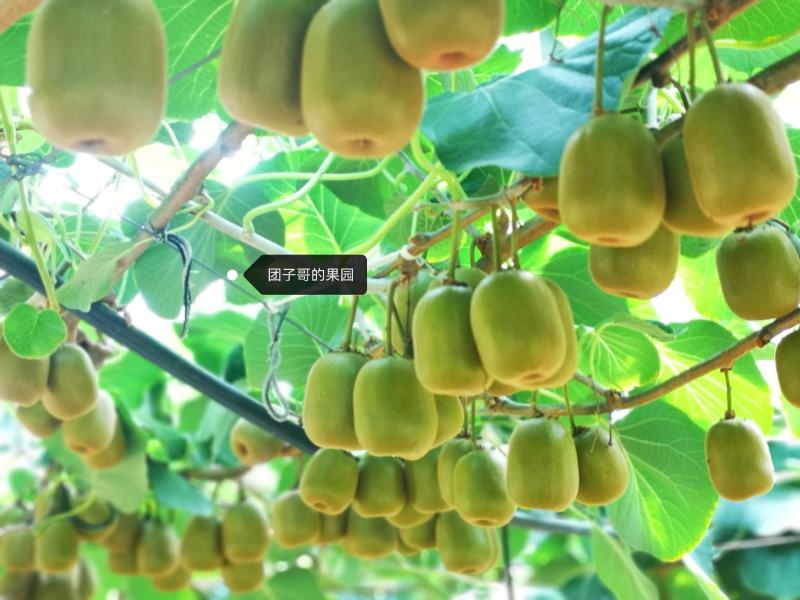 黄肉红心猕猴桃，8.20号开园！！！
