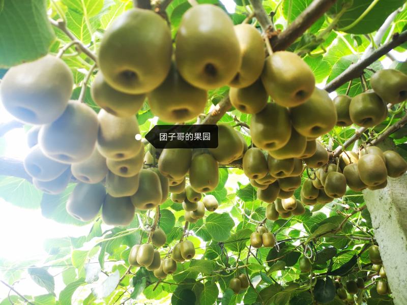 黄肉红心猕猴桃，8.20号开园！！！