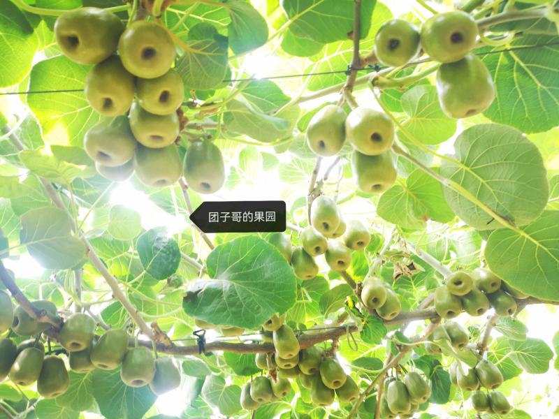 黄肉红心猕猴桃，8.20号开园！！！