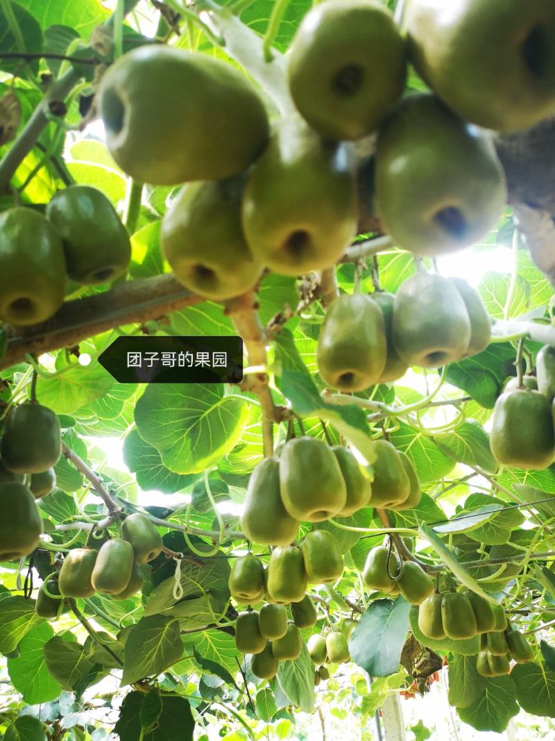 黄肉红心猕猴桃，8.20号开园！！！