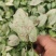 观叶植物合果芋牛奶纸屑炫彩公分佳人
