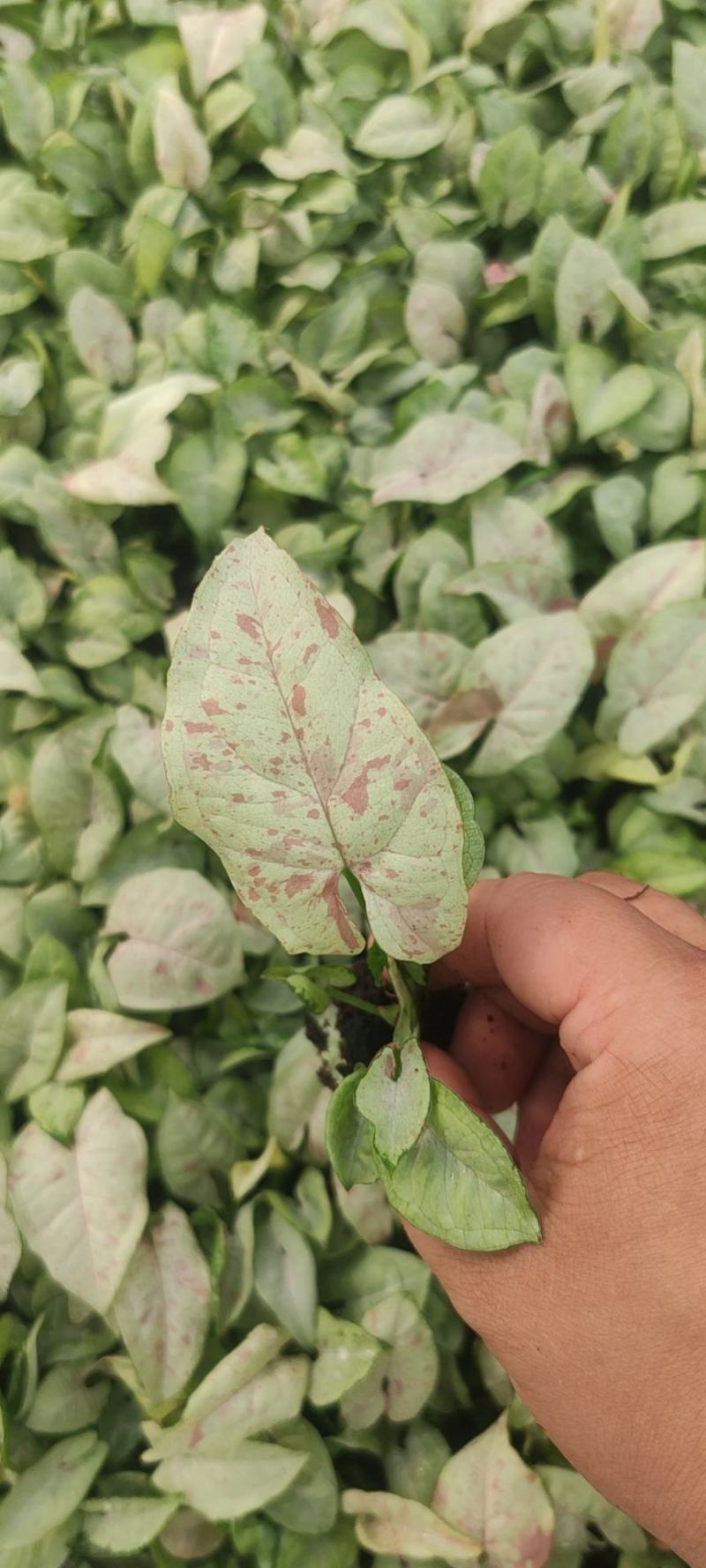 观叶植物合果芋牛奶纸屑炫彩公分佳人