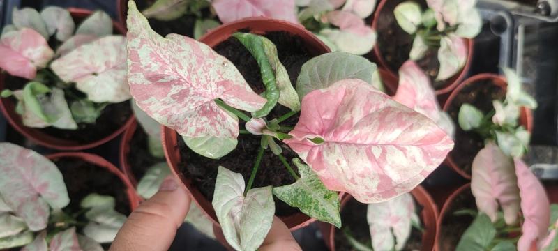 观叶植物合果芋牛奶纸屑炫彩公分佳人