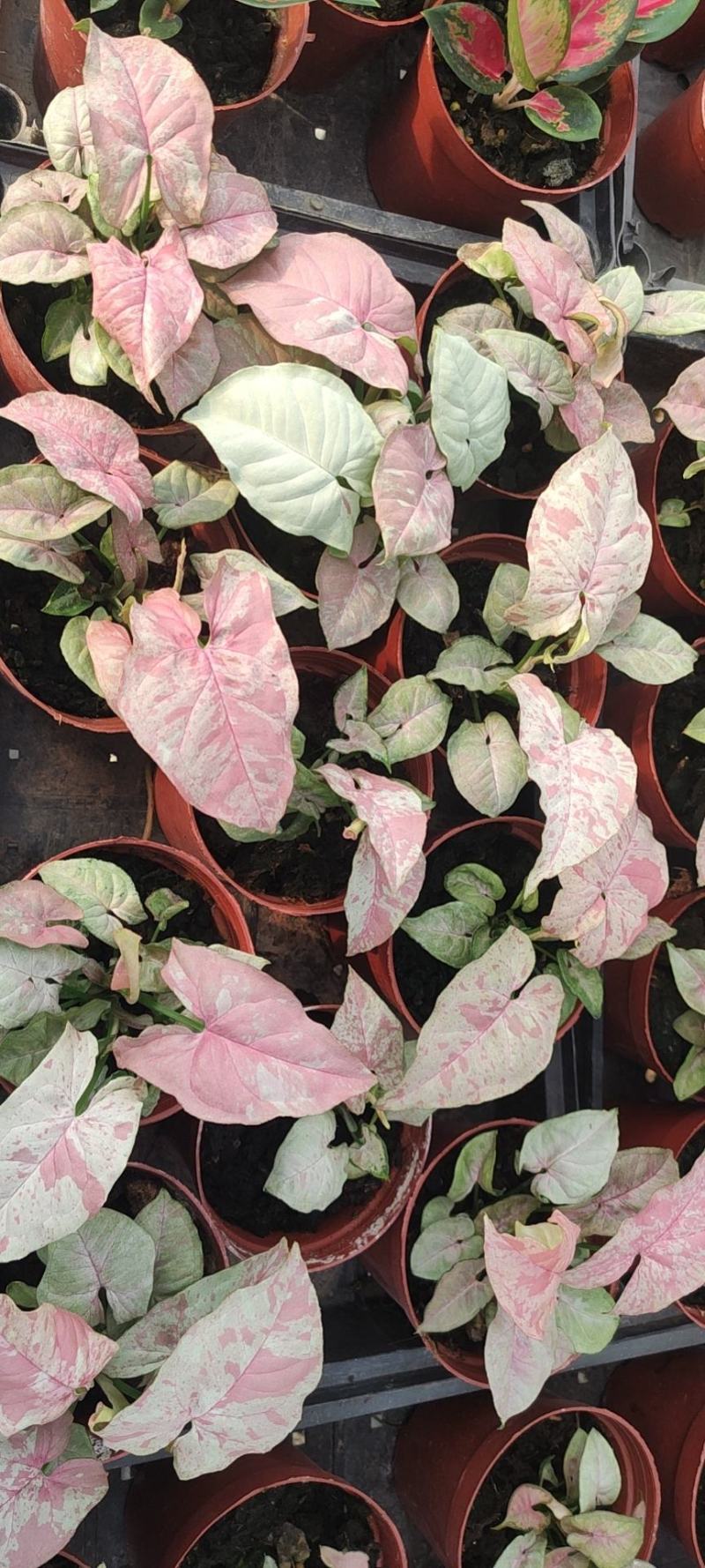观叶植物合果芋牛奶纸屑炫彩公分佳人