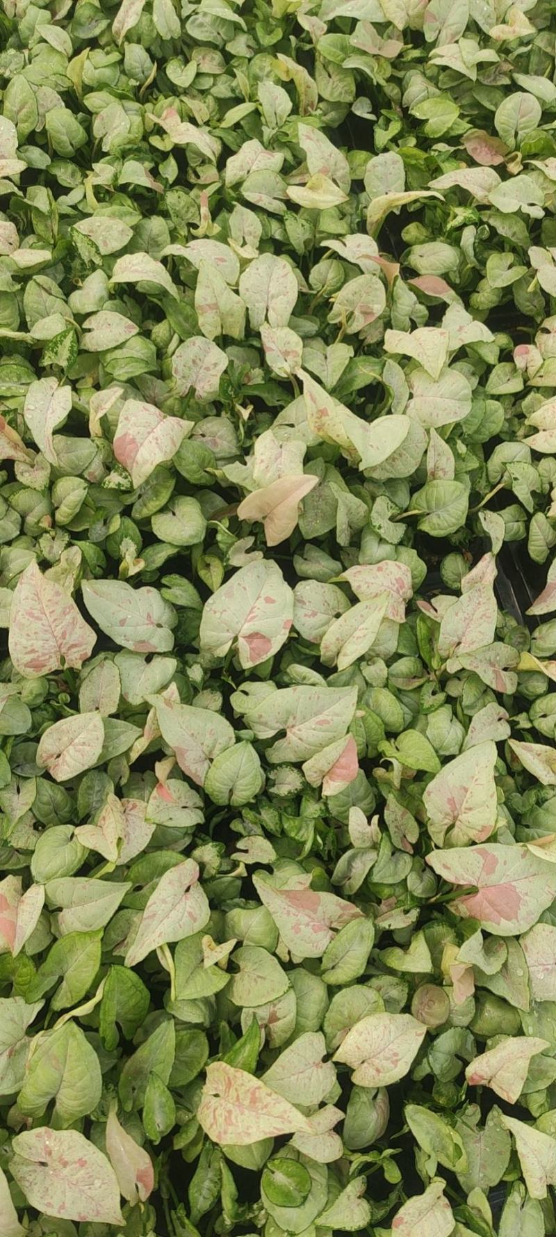 观叶植物合果芋牛奶纸屑炫彩公分佳人