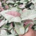 观叶植物合果芋牛奶纸屑炫彩公分佳人