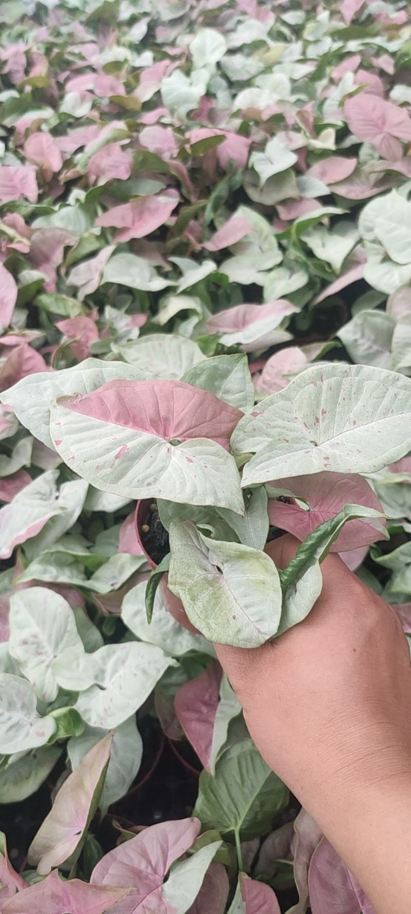 观叶植物合果芋牛奶纸屑炫彩公分佳人