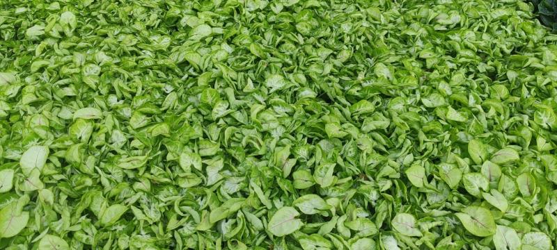 观叶植物合果芋牛奶纸屑炫彩公分佳人