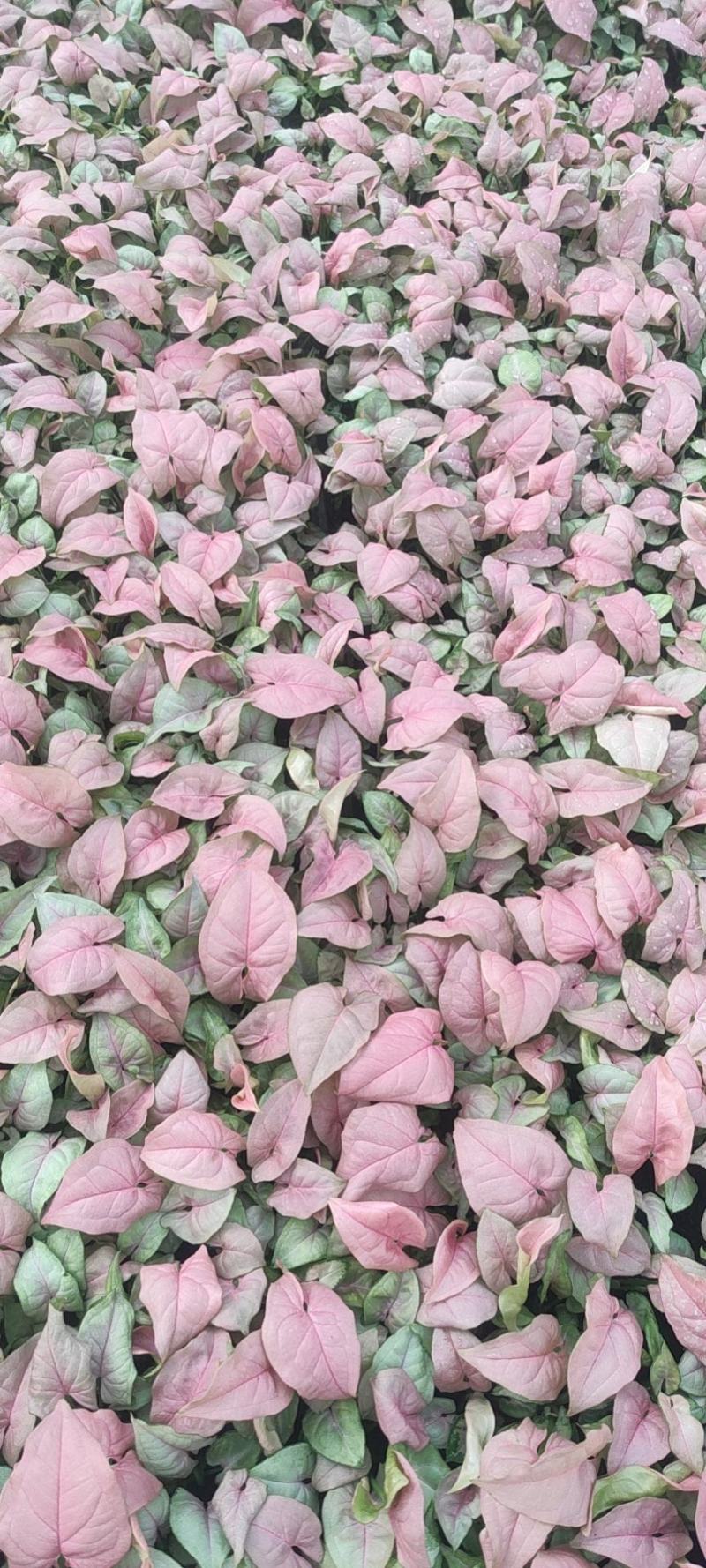 观叶植物合果芋牛奶纸屑炫彩公分佳人