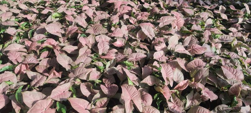 观叶植物合果芋牛奶纸屑炫彩公分佳人