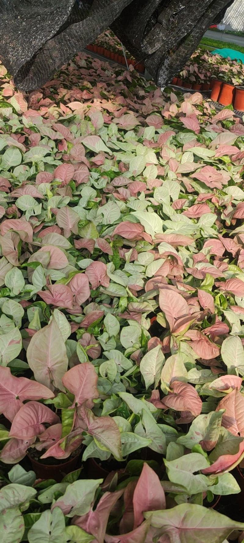 观叶植物合果芋牛奶纸屑炫彩公分佳人