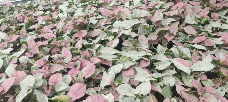 观叶植物合果芋牛奶纸屑炫彩公分佳人