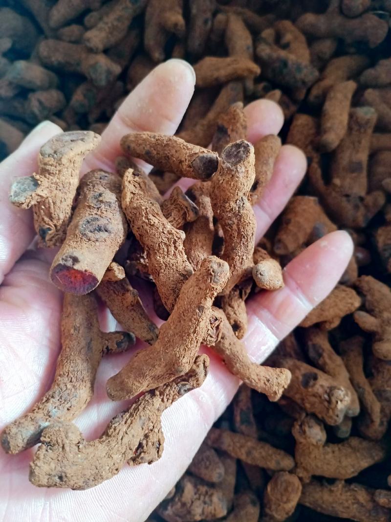 血三七，云南产正品野生血三七中药材批发供应！