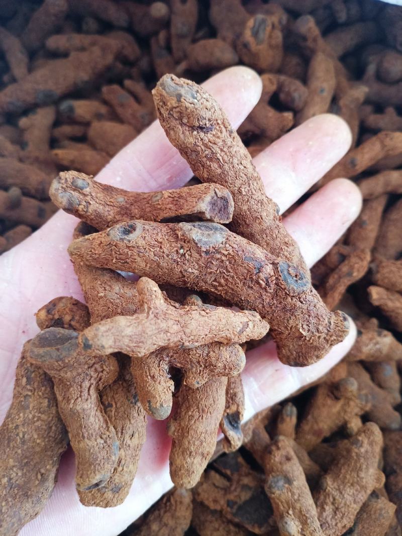 血三七，云南产正品野生血三七中药材批发供应！