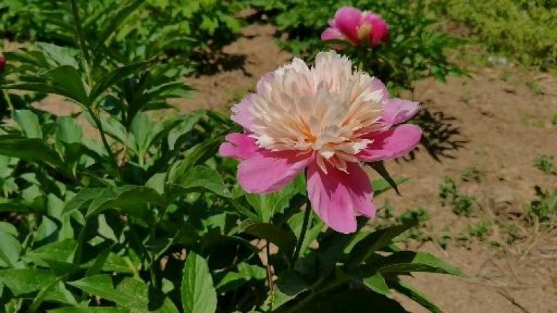 【包邮】大花千层观赏芍药、花大色艳成花率高，适应性强地栽盆栽
