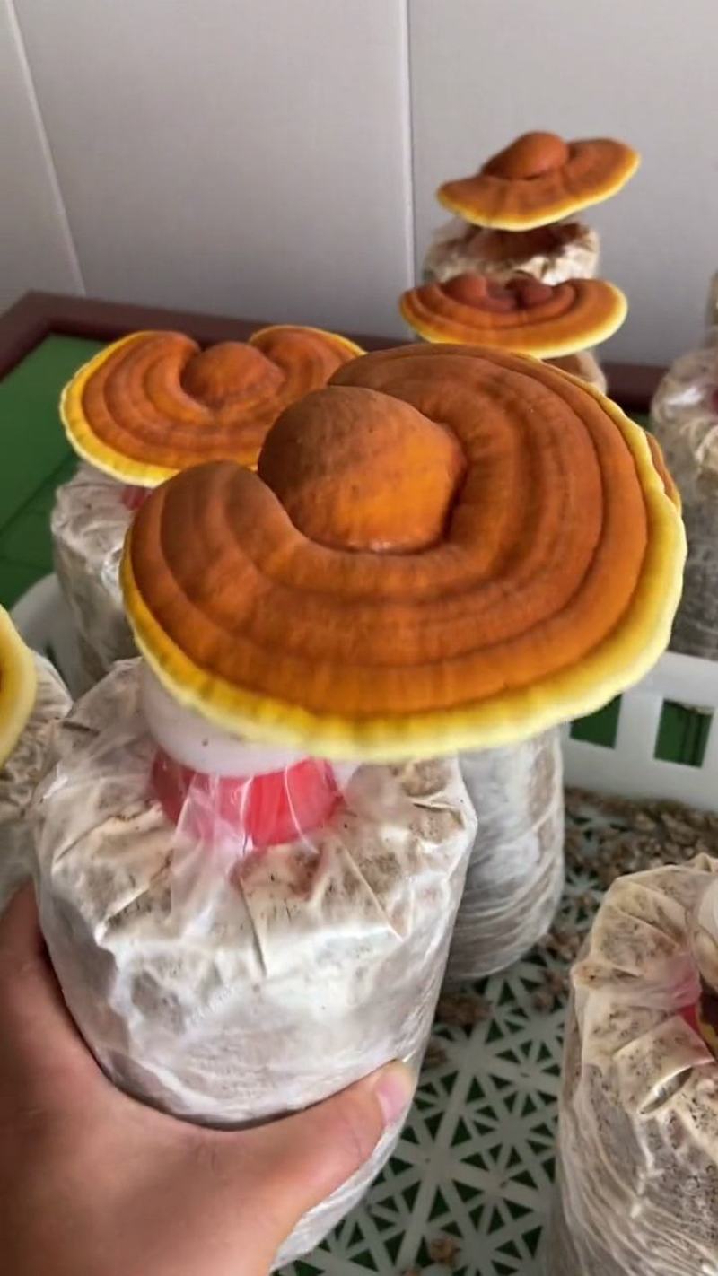 灵芝菌包大量供货。量大从优需要直接联系我。价格详谈
