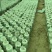 灵芝菌包大量供货。量大从优需要直接联系我。价格详谈