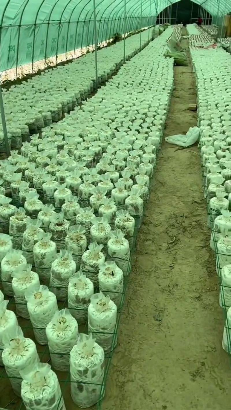 灵芝菌包大量供货。量大从优需要直接联系我。价格详谈
