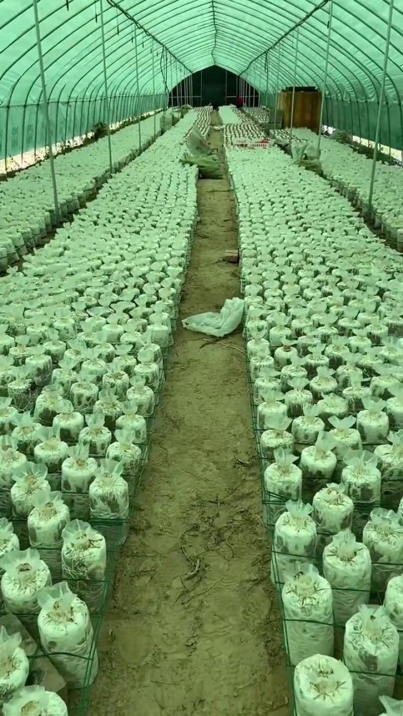 灵芝菌包大量供货。量大从优需要直接联系我。价格详谈