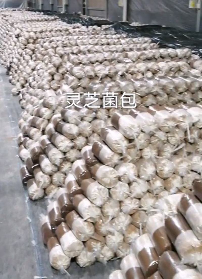 灵芝菌包大量供货。量大从优需要直接联系我。价格详谈