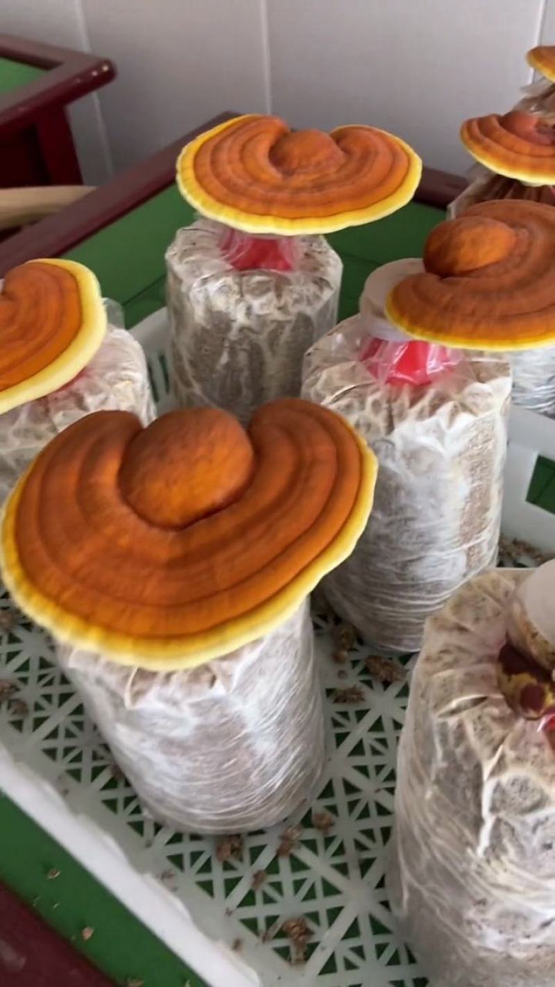 灵芝菌包大量供货。量大从优需要直接联系我。价格详谈