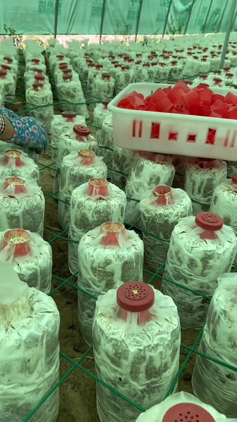 灵芝菌包大量供货。量大从优需要直接联系我。价格详谈