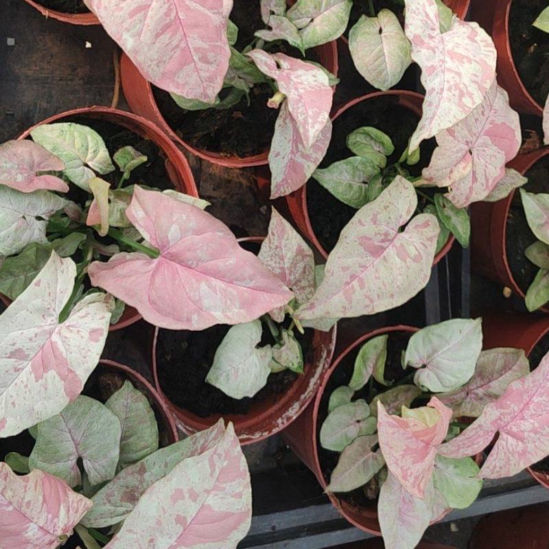 观叶植物合果芋牛奶纸屑炫彩公分佳人