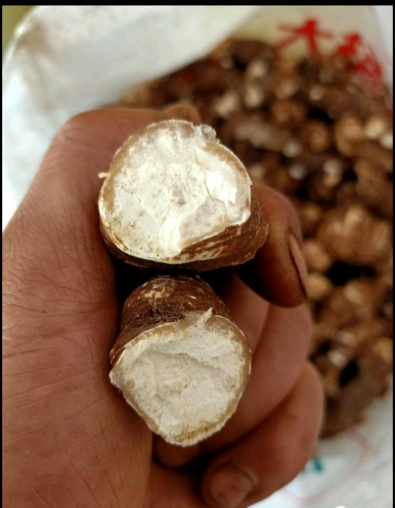 云南重楼，滇重楼大山深处无公害，天污染。名贵中药材！