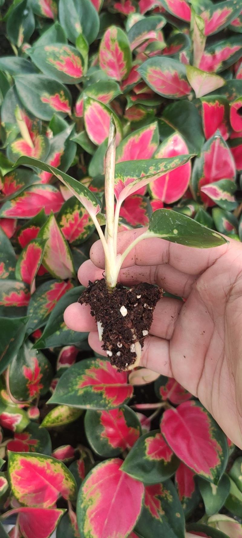 红如意观叶植物水培室内阳台盆栽可净化空气