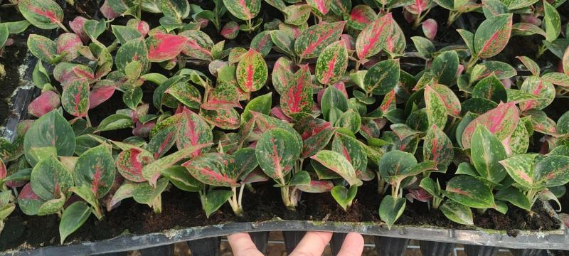 红如意观叶植物水培室内阳台盆栽可净化空气