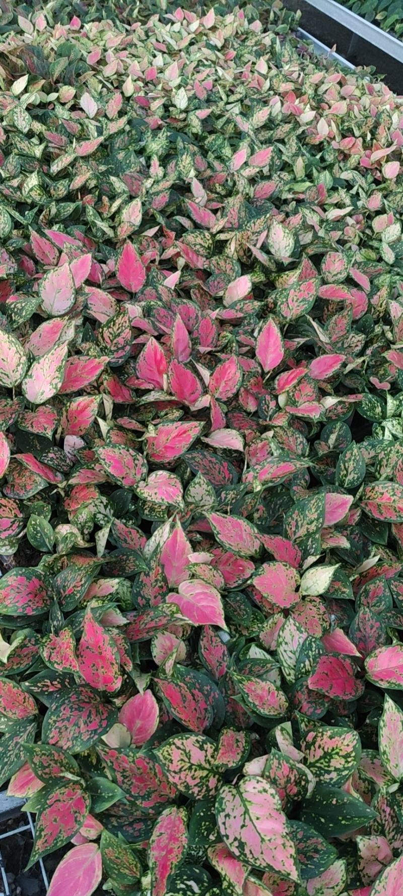 红如意观叶植物水培室内阳台盆栽可净化空气