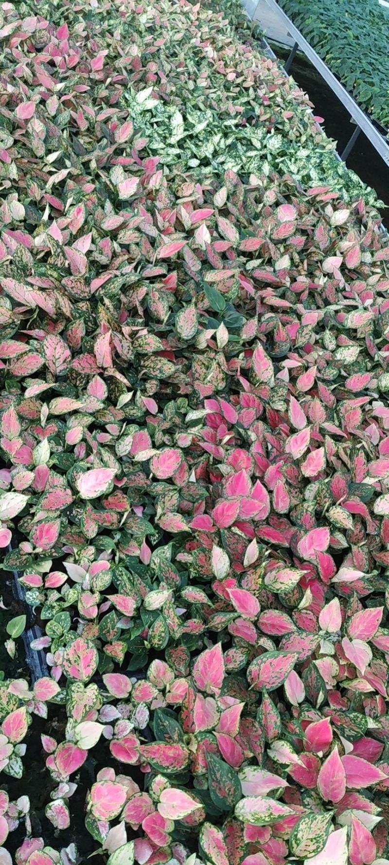 红如意观叶植物水培室内阳台盆栽可净化空气