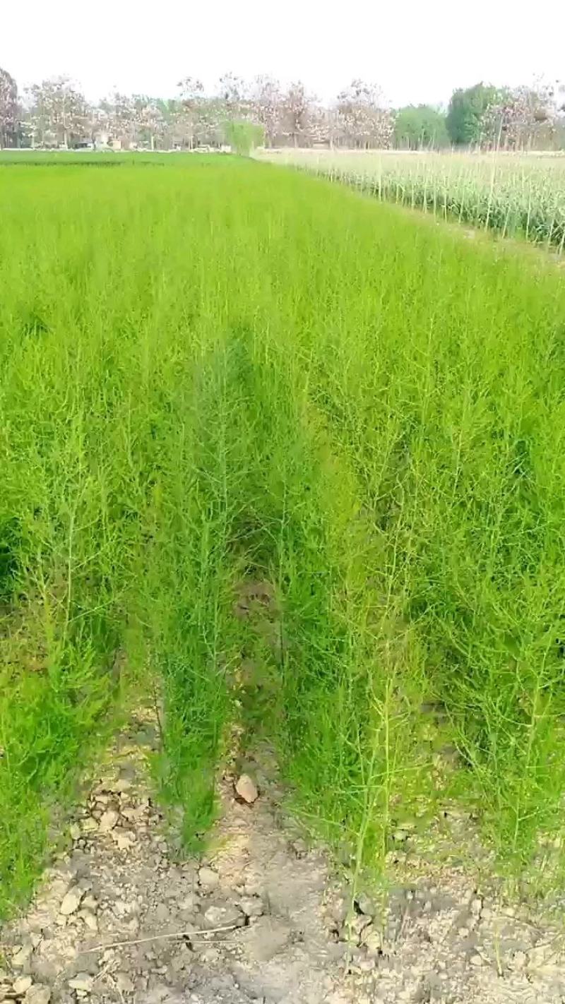 芦笋苗芦笋种苗耐热抗寒南北可种保鲜邮寄包成活