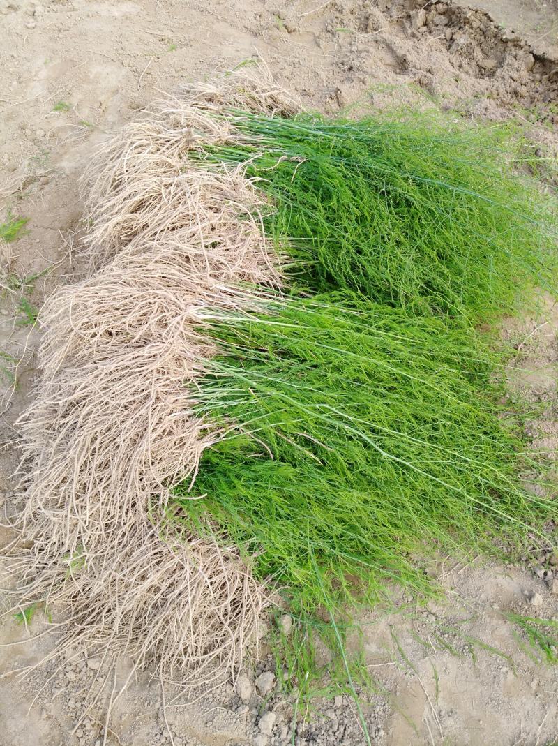 芦笋苗芦笋种苗耐热抗寒南北可种保鲜邮寄包成活