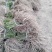 芦笋苗芦笋种苗耐热抗寒南北可种保鲜邮寄包成活