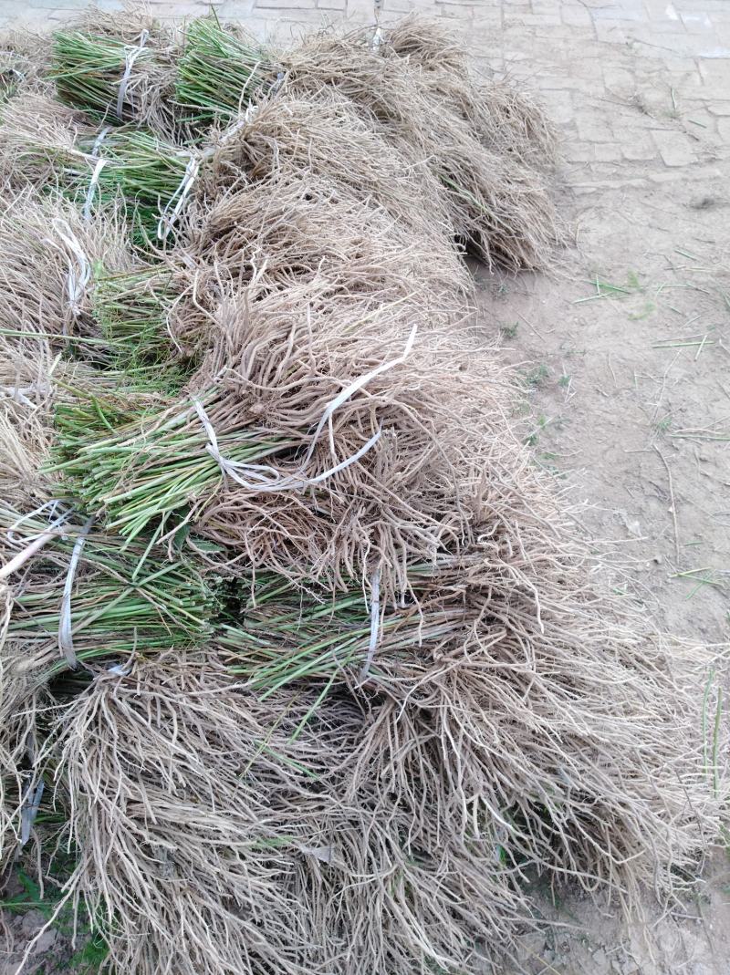 芦笋苗芦笋种苗耐热抗寒南北可种保鲜邮寄包成活