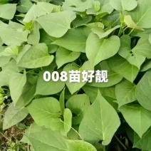 脱毒008红薯苗